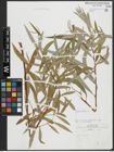 Foto von Salix alba L.